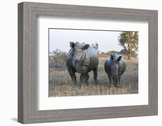 White Rhino (Ceratotherium Simum) with Calf, Hluhluwe-Imfolozi Game Reserve, Kwazulu-Natal, Africa-Ann & Steve Toon-Framed Photographic Print