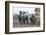 White Rhino (Ceratotherium Simum) with Calf, Hluhluwe-Imfolozi Game Reserve, Kwazulu-Natal, Africa-Ann & Steve Toon-Framed Photographic Print