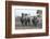 White Rhino (Ceratotherium Simum) with Calf, Hluhluwe-Imfolozi Game Reserve, Kwazulu-Natal, Africa-Ann & Steve Toon-Framed Photographic Print