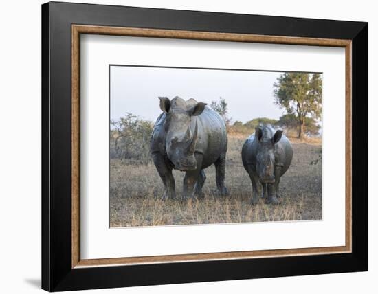 White Rhino (Ceratotherium Simum) with Calf, Hluhluwe-Imfolozi Game Reserve, Kwazulu-Natal, Africa-Ann & Steve Toon-Framed Photographic Print