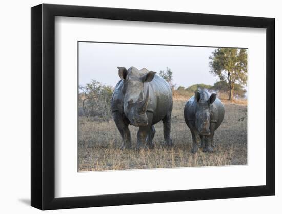 White Rhino (Ceratotherium Simum) with Calf, Hluhluwe-Imfolozi Game Reserve, Kwazulu-Natal, Africa-Ann & Steve Toon-Framed Photographic Print