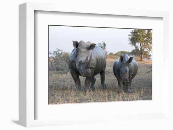 White Rhino (Ceratotherium Simum) with Calf, Hluhluwe-Imfolozi Game Reserve, Kwazulu-Natal, Africa-Ann & Steve Toon-Framed Photographic Print