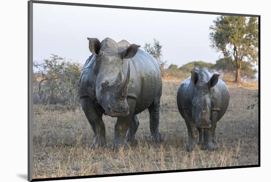 White Rhino (Ceratotherium Simum) with Calf, Hluhluwe-Imfolozi Game Reserve, Kwazulu-Natal, Africa-Ann & Steve Toon-Mounted Photographic Print