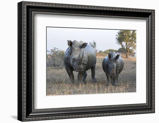 White Rhino (Ceratotherium Simum) with Calf, Hluhluwe-Imfolozi Game Reserve, Kwazulu-Natal, Africa-Ann & Steve Toon-Framed Photographic Print