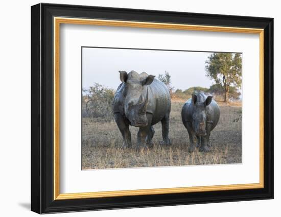 White Rhino (Ceratotherium Simum) with Calf, Hluhluwe-Imfolozi Game Reserve, Kwazulu-Natal, Africa-Ann & Steve Toon-Framed Photographic Print