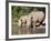 White Rhino (Ceratotherium Simum), With Calf, Makalali Game Reserve, South Africa, Africa-Ann & Steve Toon-Framed Photographic Print