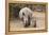 White Rhino (Ceratotherium Simum) with Calf, Mkhuze Game Reserve, Kwazulu-Natal-Ann & Steve Toon-Framed Premier Image Canvas