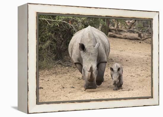 White Rhino (Ceratotherium Simum) with Calf, Mkhuze Game Reserve, Kwazulu-Natal-Ann & Steve Toon-Framed Premier Image Canvas