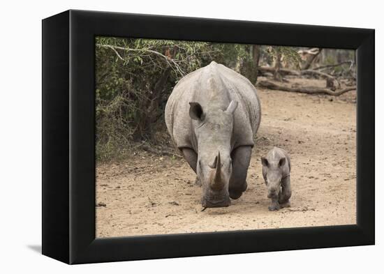 White Rhino (Ceratotherium Simum) with Calf, Mkhuze Game Reserve, Kwazulu-Natal-Ann & Steve Toon-Framed Premier Image Canvas