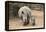 White Rhino (Ceratotherium Simum) with Calf, Mkhuze Game Reserve, Kwazulu-Natal-Ann & Steve Toon-Framed Premier Image Canvas