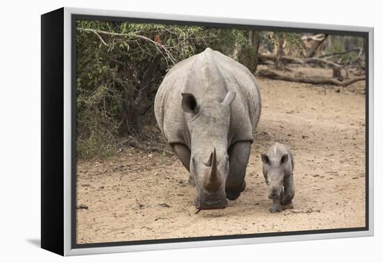 White Rhino (Ceratotherium Simum) with Calf, Mkhuze Game Reserve, Kwazulu-Natal-Ann & Steve Toon-Framed Premier Image Canvas