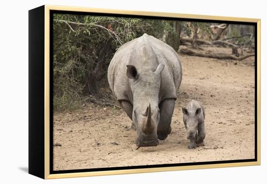 White Rhino (Ceratotherium Simum) with Calf, Mkhuze Game Reserve, Kwazulu-Natal-Ann & Steve Toon-Framed Premier Image Canvas