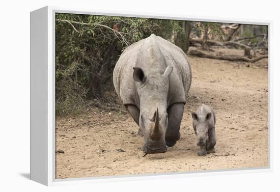 White Rhino (Ceratotherium Simum) with Calf, Mkhuze Game Reserve, Kwazulu-Natal-Ann & Steve Toon-Framed Premier Image Canvas