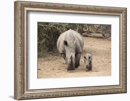 White Rhino (Ceratotherium Simum) with Calf, Mkhuze Game Reserve, Kwazulu-Natal-Ann & Steve Toon-Framed Photographic Print