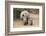 White Rhino (Ceratotherium Simum) with Calf, Mkhuze Game Reserve, Kwazulu-Natal-Ann & Steve Toon-Framed Photographic Print