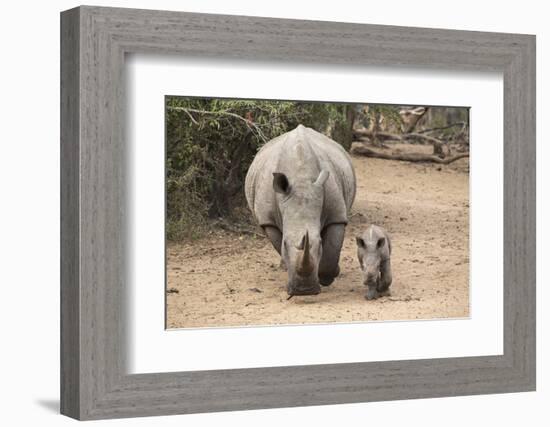 White Rhino (Ceratotherium Simum) with Calf, Mkhuze Game Reserve, Kwazulu-Natal-Ann & Steve Toon-Framed Photographic Print