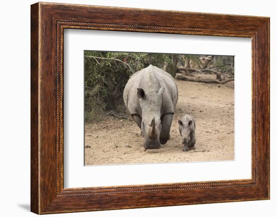 White Rhino (Ceratotherium Simum) with Calf, Mkhuze Game Reserve, Kwazulu-Natal-Ann & Steve Toon-Framed Photographic Print