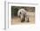 White Rhino (Ceratotherium Simum) with Calf, Mkhuze Game Reserve, Kwazulu-Natal-Ann & Steve Toon-Framed Photographic Print