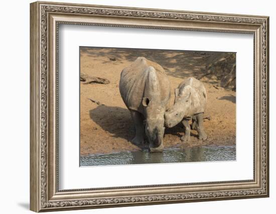 White Rhino (Ceratotherium Simum) with Calf, Mkhuze Game Reserve, Kwazulu-Natal-Ann & Steve Toon-Framed Photographic Print