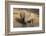 White Rhino (Ceratotherium Simum) with Calf, Mkhuze Game Reserve, Kwazulu-Natal-Ann & Steve Toon-Framed Photographic Print