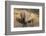 White Rhino (Ceratotherium Simum) with Calf, Mkhuze Game Reserve, Kwazulu-Natal-Ann & Steve Toon-Framed Photographic Print