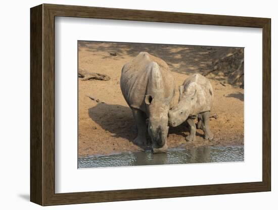 White Rhino (Ceratotherium Simum) with Calf, Mkhuze Game Reserve, Kwazulu-Natal-Ann & Steve Toon-Framed Photographic Print