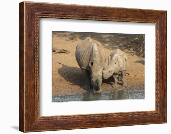 White Rhino (Ceratotherium Simum) with Calf, Mkhuze Game Reserve, Kwazulu-Natal-Ann & Steve Toon-Framed Photographic Print