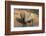 White Rhino (Ceratotherium Simum) with Calf, Mkhuze Game Reserve, Kwazulu-Natal-Ann & Steve Toon-Framed Photographic Print