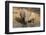 White Rhino (Ceratotherium Simum) with Calf, Mkhuze Game Reserve, Kwazulu-Natal-Ann & Steve Toon-Framed Photographic Print