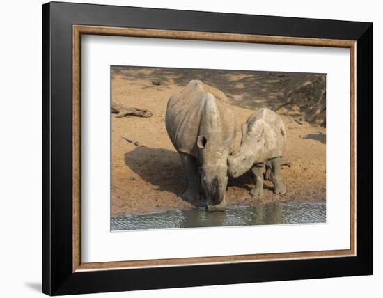 White Rhino (Ceratotherium Simum) with Calf, Mkhuze Game Reserve, Kwazulu-Natal-Ann & Steve Toon-Framed Photographic Print