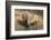 White Rhino (Ceratotherium Simum) with Calf, Mkhuze Game Reserve, Kwazulu-Natal-Ann & Steve Toon-Framed Photographic Print