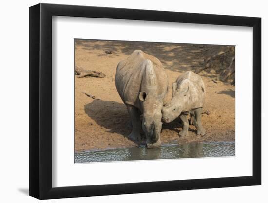 White Rhino (Ceratotherium Simum) with Calf, Mkhuze Game Reserve, Kwazulu-Natal-Ann & Steve Toon-Framed Photographic Print