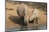 White Rhino (Ceratotherium Simum) with Calf, Mkhuze Game Reserve, Kwazulu-Natal-Ann & Steve Toon-Mounted Photographic Print