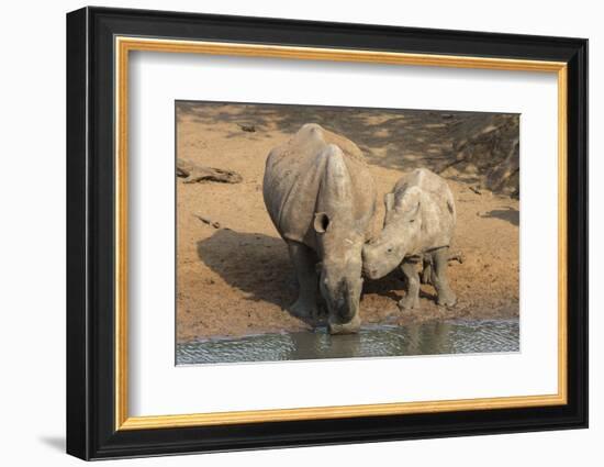 White Rhino (Ceratotherium Simum) with Calf, Mkhuze Game Reserve, Kwazulu-Natal-Ann & Steve Toon-Framed Photographic Print