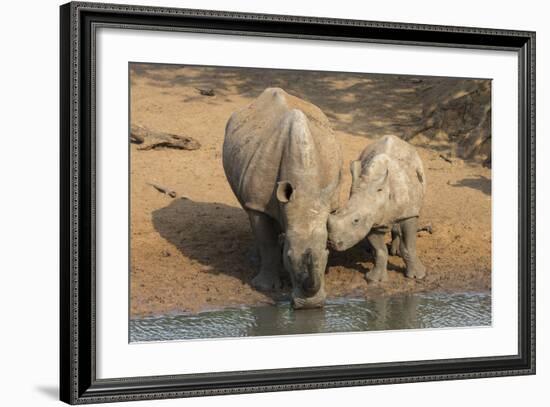 White Rhino (Ceratotherium Simum) with Calf, Mkhuze Game Reserve, Kwazulu-Natal-Ann & Steve Toon-Framed Photographic Print