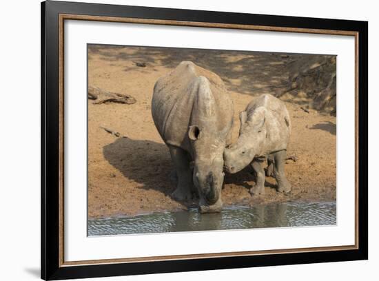 White Rhino (Ceratotherium Simum) with Calf, Mkhuze Game Reserve, Kwazulu-Natal-Ann & Steve Toon-Framed Photographic Print