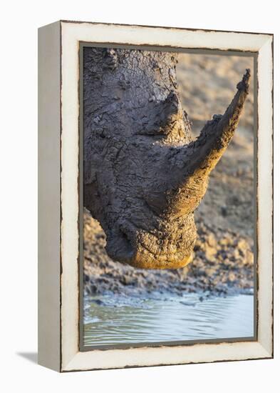 White Rhino (Ceratotherium Simum) with Muddy Face, Mkhuze Game Reserve, Kwazulu-Natal, South Africa-Ann & Steve Toon-Framed Premier Image Canvas