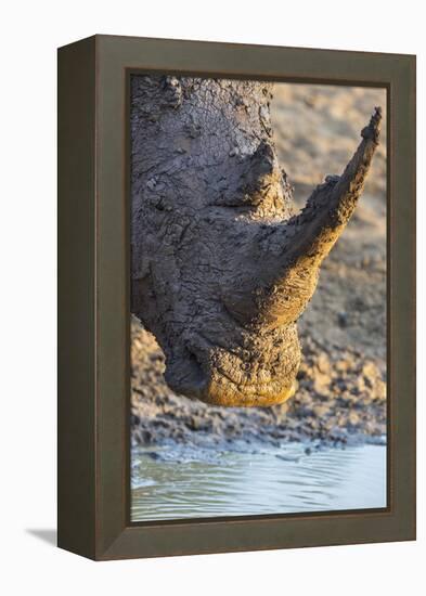 White Rhino (Ceratotherium Simum) with Muddy Face, Mkhuze Game Reserve, Kwazulu-Natal, South Africa-Ann & Steve Toon-Framed Premier Image Canvas