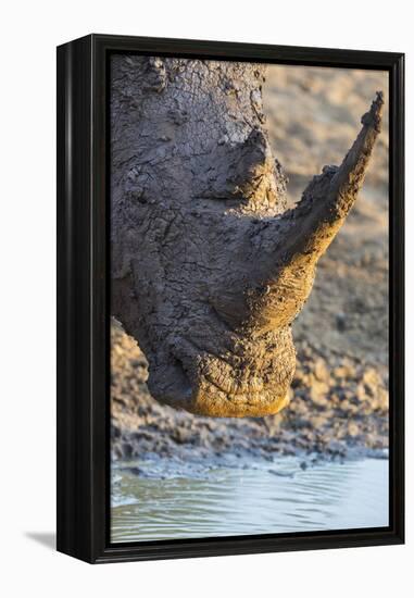 White Rhino (Ceratotherium Simum) with Muddy Face, Mkhuze Game Reserve, Kwazulu-Natal, South Africa-Ann & Steve Toon-Framed Premier Image Canvas