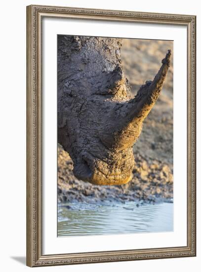 White Rhino (Ceratotherium Simum) with Muddy Face, Mkhuze Game Reserve, Kwazulu-Natal, South Africa-Ann & Steve Toon-Framed Photographic Print