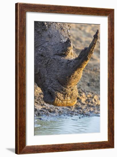 White Rhino (Ceratotherium Simum) with Muddy Face, Mkhuze Game Reserve, Kwazulu-Natal, South Africa-Ann & Steve Toon-Framed Photographic Print