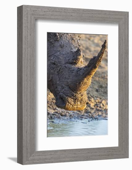 White Rhino (Ceratotherium Simum) with Muddy Face, Mkhuze Game Reserve, Kwazulu-Natal, South Africa-Ann & Steve Toon-Framed Photographic Print