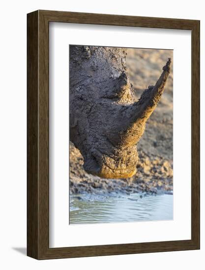 White Rhino (Ceratotherium Simum) with Muddy Face, Mkhuze Game Reserve, Kwazulu-Natal, South Africa-Ann & Steve Toon-Framed Photographic Print