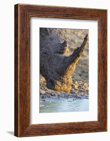 White Rhino (Ceratotherium Simum) with Muddy Face, Mkhuze Game Reserve, Kwazulu-Natal, South Africa-Ann & Steve Toon-Framed Photographic Print