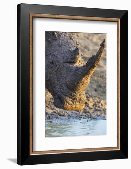 White Rhino (Ceratotherium Simum) with Muddy Face, Mkhuze Game Reserve, Kwazulu-Natal, South Africa-Ann & Steve Toon-Framed Photographic Print