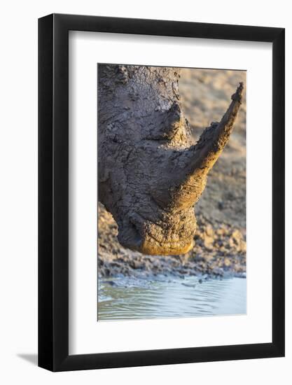 White Rhino (Ceratotherium Simum) with Muddy Face, Mkhuze Game Reserve, Kwazulu-Natal, South Africa-Ann & Steve Toon-Framed Photographic Print