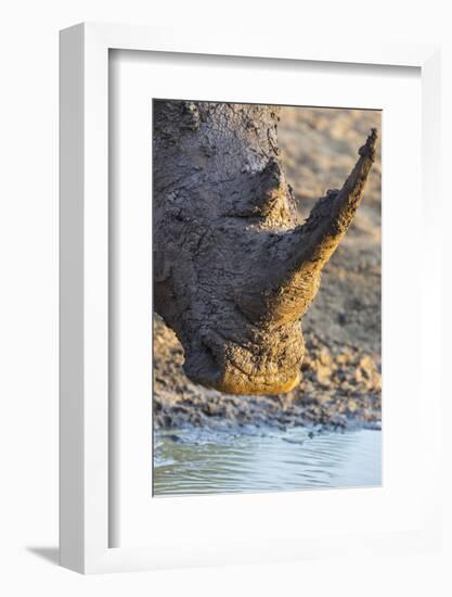 White Rhino (Ceratotherium Simum) with Muddy Face, Mkhuze Game Reserve, Kwazulu-Natal, South Africa-Ann & Steve Toon-Framed Photographic Print