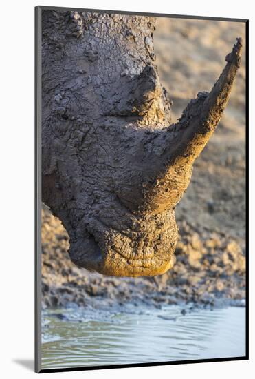 White Rhino (Ceratotherium Simum) with Muddy Face, Mkhuze Game Reserve, Kwazulu-Natal, South Africa-Ann & Steve Toon-Mounted Photographic Print