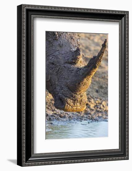 White Rhino (Ceratotherium Simum) with Muddy Face, Mkhuze Game Reserve, Kwazulu-Natal, South Africa-Ann & Steve Toon-Framed Photographic Print