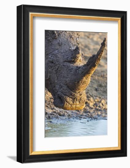 White Rhino (Ceratotherium Simum) with Muddy Face, Mkhuze Game Reserve, Kwazulu-Natal, South Africa-Ann & Steve Toon-Framed Photographic Print